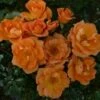 'Sweet Magic' Patio Shrub Rose -Garden Living Store SWEET MAGIC 2 c1eb433c 75ec 48b9 ba0b c4aa540a2a3a