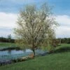 Corkscrew Willow | Salix Matsudana 'Tortuosa' -Garden Living Store SalixTortuosaLake
