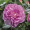 'Saphir' Shrub Rose -Garden Living Store Saphir 4