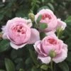 'Schöhne Maid' Hybrid Tea Rose -Garden Living Store Schone Maid 1