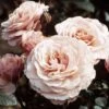 'Sexy Rexy' Floribunda Rose -Garden Living Store SexyRexy e9545bbb 5ed8 4a8b acfb 9a4f425b693d