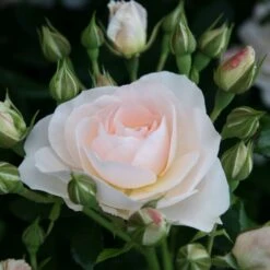 'Sirius' Bedding Rose