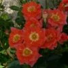 'Sunseeker' Patio Shrub Rose -Garden Living Store Sunseeker Dicracer ce84e68f 7502 4935 92e5 1794252fcbf2