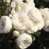 'Sweet Child Of Mine' Floribunda Rose -Garden Living Store Sweet Child of Mine 1