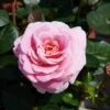 'Palace Tabor' Patio Shrub Rose -Garden Living Store Tabor Palace Poulpal104 N 1