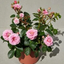 'Palace Tabor' Patio Shrub Rose -Garden Living Store Tabor Palace Poulpal104 N 3