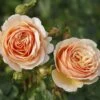 'Tropicana' Hybrid Tea Rose -Garden Living Store Tropicana 4