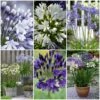 Stately Agapanthus Collection -Garden Living Store agapanthus collection 1