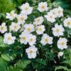 Anemone 'Honorine Jobert' -Garden Living Store anemoneHJ 1 9d40d898 00fc 4921 872e 9aa81a52155f