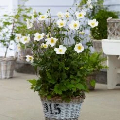 Anemone 'Honorine Jobert' -Garden Living Store anemoneHJ 3 53563684 f80e 4a63 873c 0feb290f9aaa