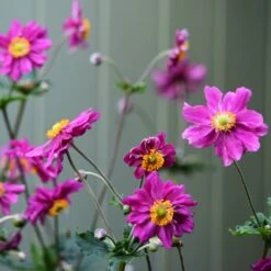 Anemone 'Prinz Heinrich' -Garden Living Store anemonePH 3 70c08fdd 44f5 4f89 bec6 7bb5bf87ba04