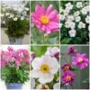 Ultimate Anemone Collection 2 Ultimate Anemone Collection -Garden Living Store anemonecollection 1 dbf970b0 bb30 4954 8a78 9fc6e798ce38