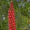 Lupin West Country Beefeater -Garden Living Store beefeater 1