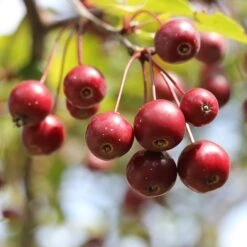 'Sun Rival' Crabapple Tree -Garden Living Store berries 4380182 960 720