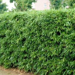 Green Bamboo | Phyllostachys Bisettii 8 Green Bamboo | Phyllostachys Bisettii -Garden Living Store bissetiibamboo 2