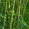 Green Bamboo | Phyllostachys Bisettii -Garden Living Store bissetiibamboo 4