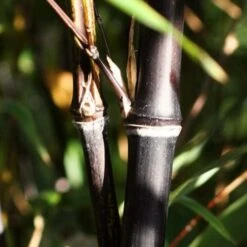 Black Bamboo | Phyllostachys Nigra -Garden Living Store blackbamboo 1