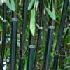 Black Bamboo | Phyllostachys Nigra -Garden Living Store blackbamboo 3