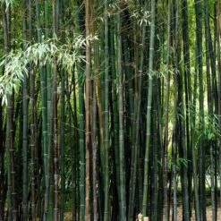 Black Bamboo | Phyllostachys Nigra -Garden Living Store blackbamboo 5
