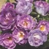 'Blue For You' Floribunda Rose -Garden Living Store blue for you 5f65d5ba 4434 4eea 9ca7 9a61a7d1dca7