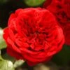 'Deep Love' Climbing Rose -Garden Living Store blwa00409 deep love