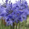 Agapanthus 'Star Quality' | 3L -Garden Living Store blwa00713 ed5e55e1 c312 4816 b701 a18a638c3005