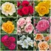 Shrub Rose Collection | Roses For The Border -Garden Living Store borderroses 1
