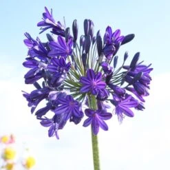 Agapanthus 'Royal Velvet' -Garden Living Store brer09527sq