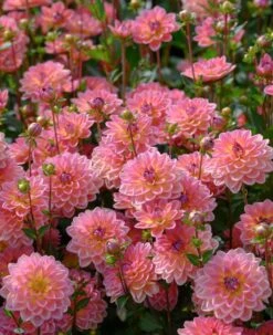 Dahlia 'Pacific View' -Garden Living Store brer09906