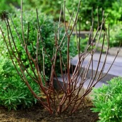 Best Value Cornus Collection | Winter Hedging -Garden Living Store browncornus
