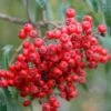 Cut Leaf Rowan Tree | Sorbus 'Chinese Lace' -Garden Living Store chineselace 1
