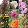 Repeat Flowering Climbing Rose Collection 1 Repeat Flowering Climbing Rose Collection -Garden Living Store climbingroses 1