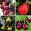Complete Orchard Collection | Apple, Cherry, Pear, Plum Trees 1 Complete Orchard Collection | Apple, Cherry, Pear, Plum Trees -Garden Living Store complete orchard
