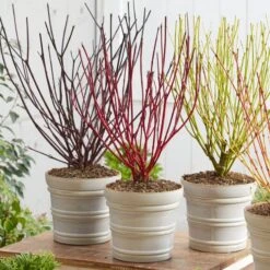 Best Value Cornus Collection | Winter Hedging -Garden Living Store cornuscollection 2