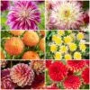 Premium Dahlia Plants Collection -Garden Living Store dahlia collection 1