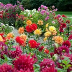 Premium Dahlia Plants Collection -Garden Living Store dahliacol 1