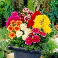 Premium Dahlia Plants Collection -Garden Living Store dahliacol 2