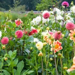 Premium Dahlia Plants Collection -Garden Living Store dahliacol 3