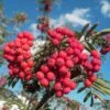 Pink Berried Mountain Ash Tree | Sorbus Eastern Promise 1 Pink Berried Mountain Ash Tree | Sorbus Eastern Promise -Garden Living Store easternpromise 1