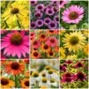 Ultimate Echinacea Collection -Garden Living Store echinaceacollection 1 b8bfb8da 79a0 4af7 b3c6 a74122684fa6