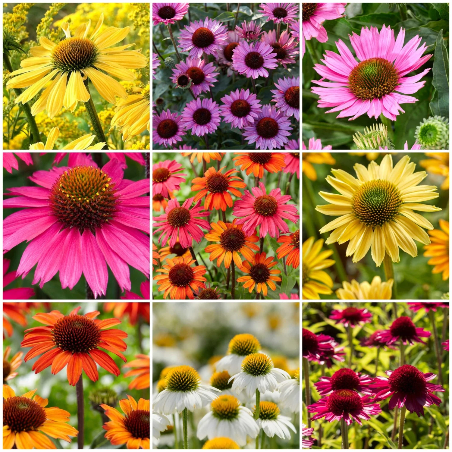 Ultimate Echinacea Collection 3 Ultimate Echinacea Collection