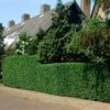 Fast Growing Evergreen Hedging Wildlife Mix | Growers' Choice -Garden Living Store elbo14556 hedging