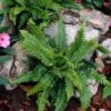 Hard Fern | Blechnum Spicant 2 Hard Fern | Blechnum Spicant -Garden Living Store elbo14675