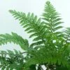 Makino's Holly Fern | Polystichum Makinoi 2 Makino's Holly Fern | Polystichum Makinoi -Garden Living Store elbo38935