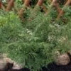 Lace Fern | Dryopteris Linearis Polydactila -Garden Living Store elbo58975 d0e4067f f102 4297 89df 505c705661ea