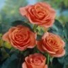 'Lambada' Shrub Rose -Garden Living Store elbo59014 lambada