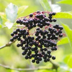 Best Mixed Native Wildlife Hedging | Growers' Choice -Garden Living Store elderberry SHR0256 e670855f 782d 4eb9 96dc 812685d53493