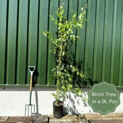 Silver Birch Tree | Betula Pendula 16 Silver Birch Tree | Betula Pendula -Garden Living Store examplebirch 3ee2c6b0 aa84 4467 be93 fa1628ac8008
