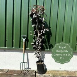 Purple Leaf Cherry Blossom Tree | Prunus Serrulata 'Royal Burgundy' -Garden Living Store exampleroyalburgundy