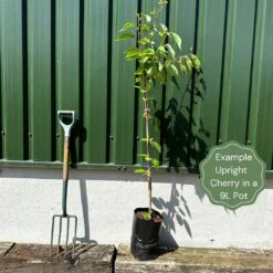 Single Stem Tibetan Cherry Tree | Prunus Serrula -Garden Living Store exampleuprightcherry 440d423e e67f 4ccc 8d09 16856d2fcb91